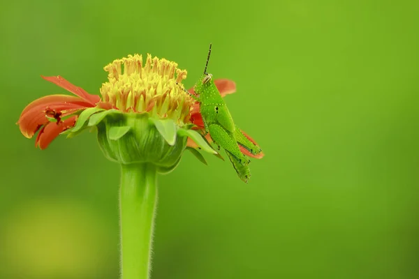 Grasshoppers Orange Flowers — Stock Photo, Image