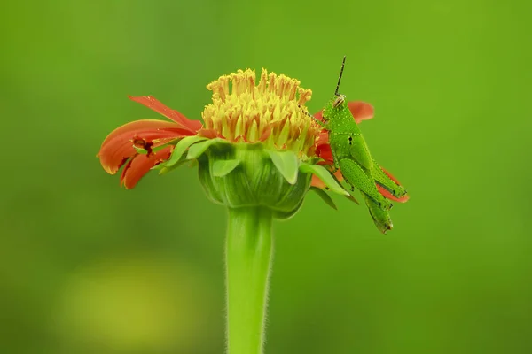 Grasshoppers Orange Flowers — Stock Photo, Image