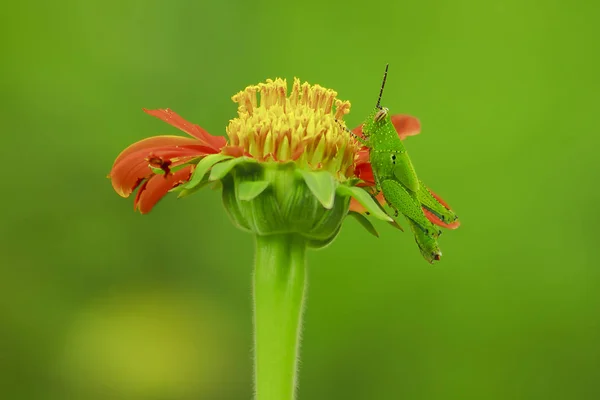 Heuschrecken Auf Orangen Blüten — Stockfoto