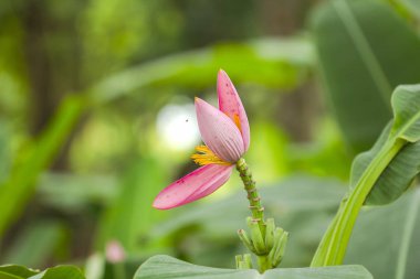 Çiçekli muz doğada