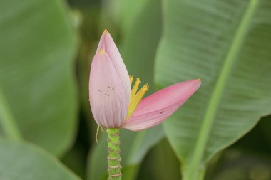 Çiçekli muz doğada