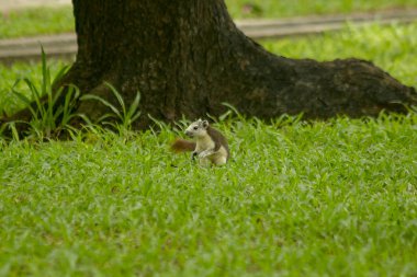 Park'ın bahçesinde sincap olduğunu.