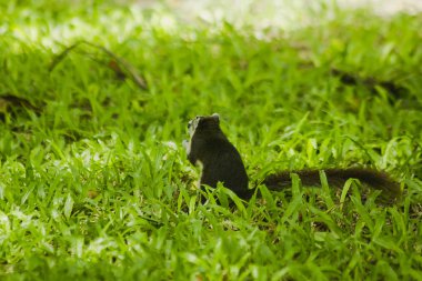 Park'ın bahçesinde sincap olduğunu.