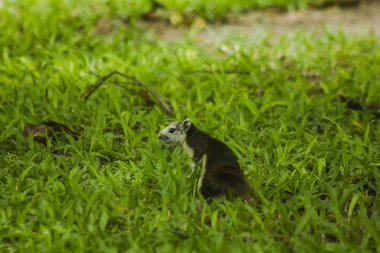 Park'ın bahçesinde sincap olduğunu.