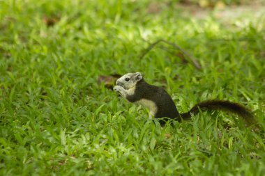 Park'ın bahçesinde sincap olduğunu.