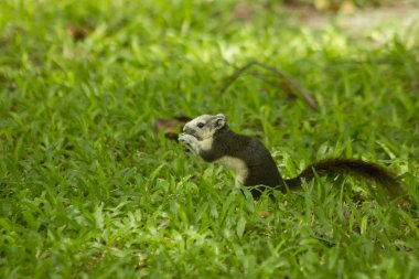 Park'ın bahçesinde sincap olduğunu.