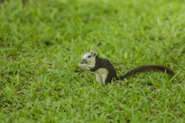 Park'ın bahçesinde sincap olduğunu.