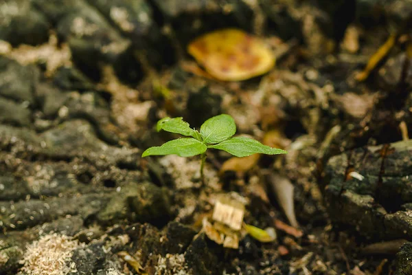 Răsadurile Copaci Mor Natură — Fotografie, imagine de stoc