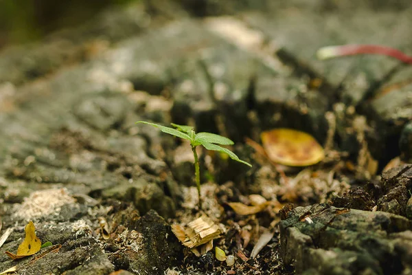 Seedlings on trees die in nature