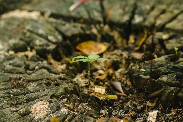 Seedlings on trees die in nature