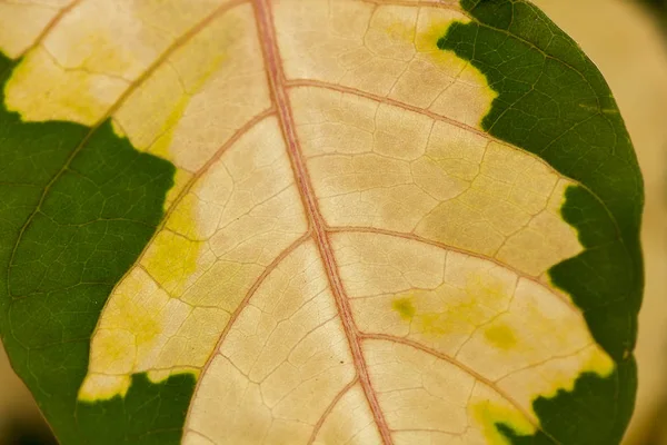 Vzor Listů Jsou Bílé Střídající Zelená — Stock fotografie