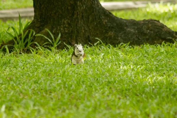Σκίουρος Είναι Στο Γρασίδι Στο Πάρκο — Φωτογραφία Αρχείου