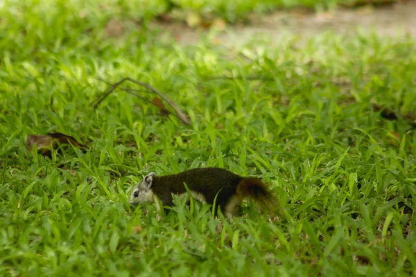 Park'ın bahçesinde sincap olduğunu.