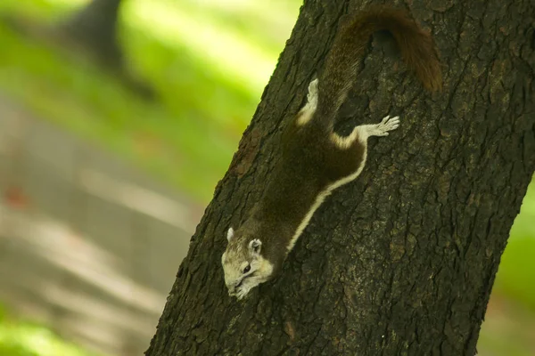 Esquilos Estão Subindo Árvores — Fotografia de Stock