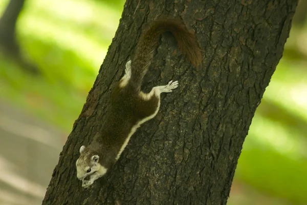 Eichhörnchen Klettern Auf Bäume — Stockfoto