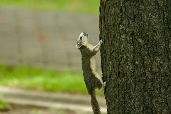 Les Écureuils Grimpent Aux Arbres — Photo