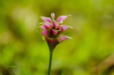 Siam Tulip çiçek açması pembe yağışlı sezon sırasında