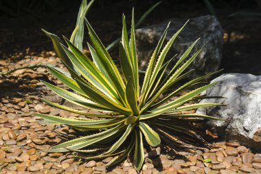 Sansevieria yere