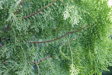 Thuja orientalis Endl in nature
