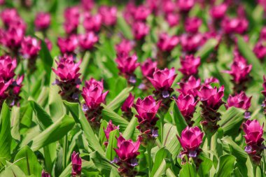 Siam Tulip çiçek açması pembe yağışlı sezon sırasında