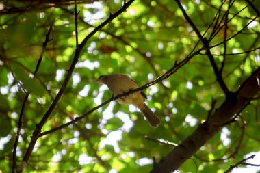 Dallar üzerinde kahverengi kuşlar