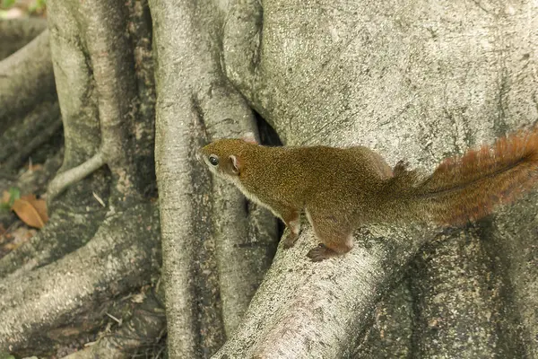 Squirrel Climbed Tree — Stockfoto