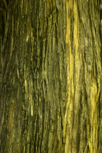 Suszonych Kory Drzewa Pniu — Zdjęcie stockowe