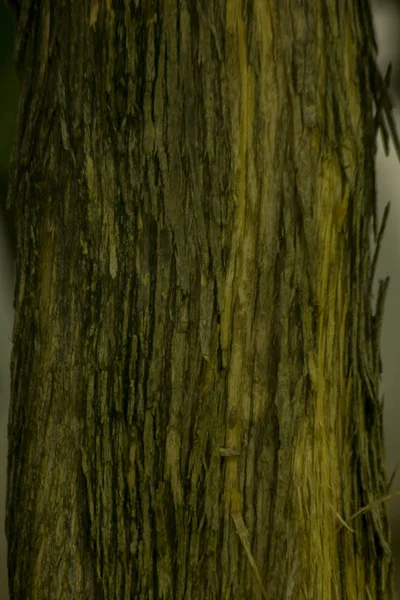 Сухая Кора Дерева Багажнике — стоковое фото