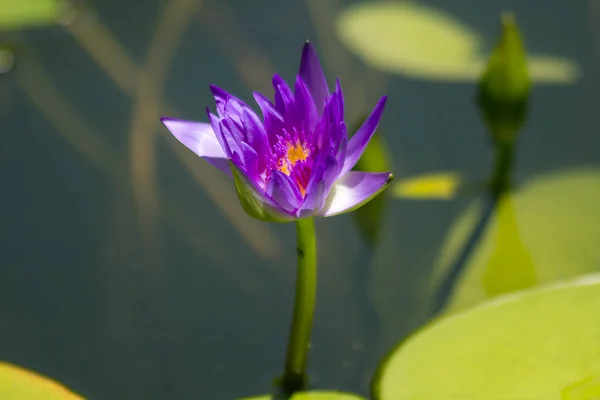 Florescer Lótus Roxo Piscina — Fotografia de Stock