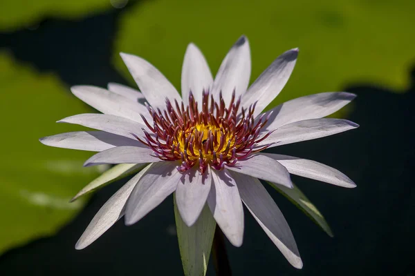 Μωβ Lotus Λουλούδια Ανθίζουν Υπέροχα Και Υπάρχουν Μικρές Μέλισσες Νέκταρ — Φωτογραφία Αρχείου