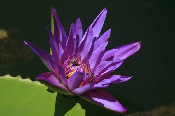 Mor Lotus Çiçekleri Güzel Çiçek Açan Lotus Polen Nektarı Emme — Stok fotoğraf
