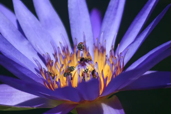 Paarse Lotusbloemen Zijn Prachtig Bloeien Zijn Kleine Bijen Met Nectar — Stockfoto