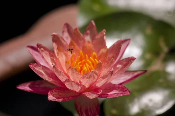 Розовые Цветы Лотоса Цветут — стоковое фото