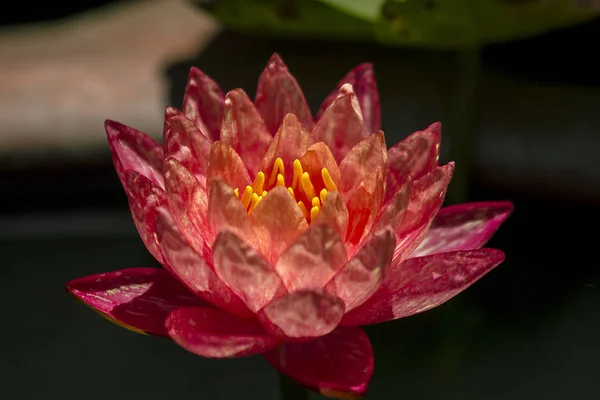 Pembe Lotus Çiçek Çiçeklenme — Stok fotoğraf