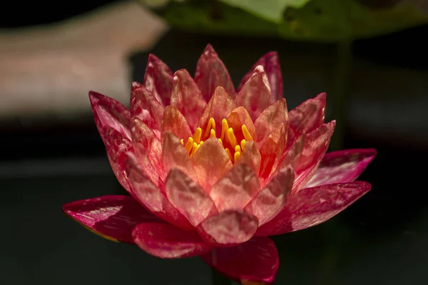 Roze Lotusbloemen Zijn Bloei — Stockfoto