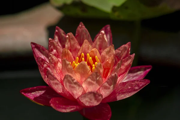 Pembe Lotus Çiçek Çiçeklenme — Stok fotoğraf