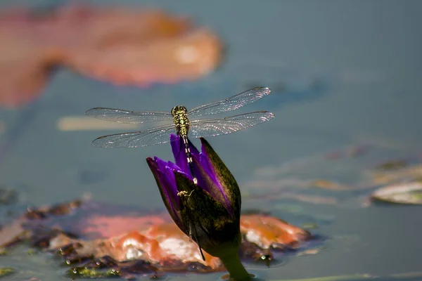 紫の蓮の花の上のトンボ — ストック写真