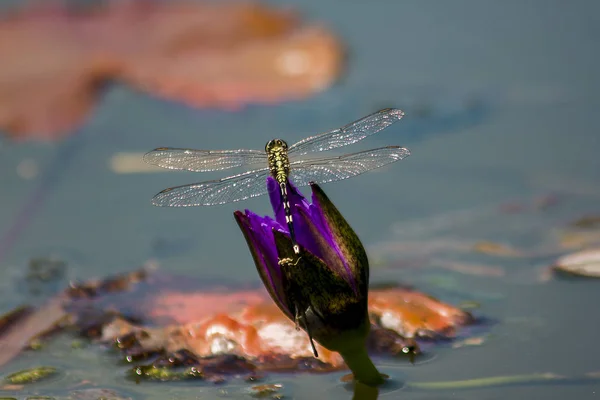 Дракон Фіолетовій Квітці Лотоса — стокове фото