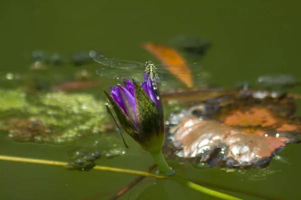 Dragonfly on the purple lotus flower