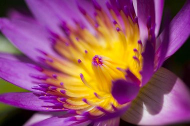 Mor çiçekler açan Nelumbo nucifera Gaertn vardır.