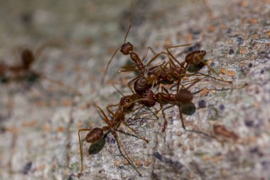 Kırmızı karınca ağaca yürüyüş
