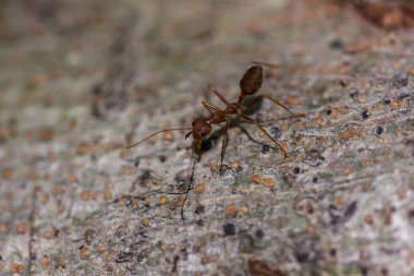 Kırmızı karınca ağaca yürüyüş