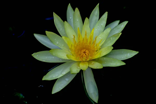 Flores Loto Amarillo Están Floreciendo — Foto de Stock