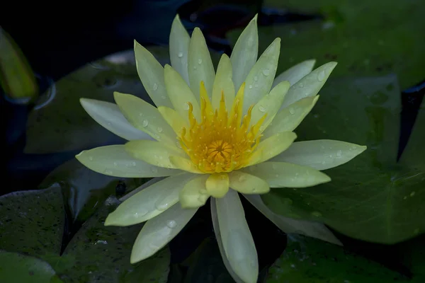 Yellow lotus flowers are blooming