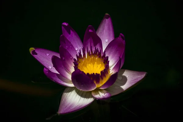 Фиолетовый Лотос Природе Цветет — стоковое фото