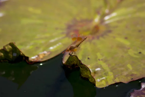 Rode Dragonfly Lotus Blad — Stockfoto