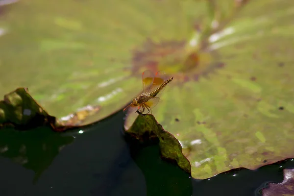 Libellule Rouge Sur Feuille Lotus — Photo