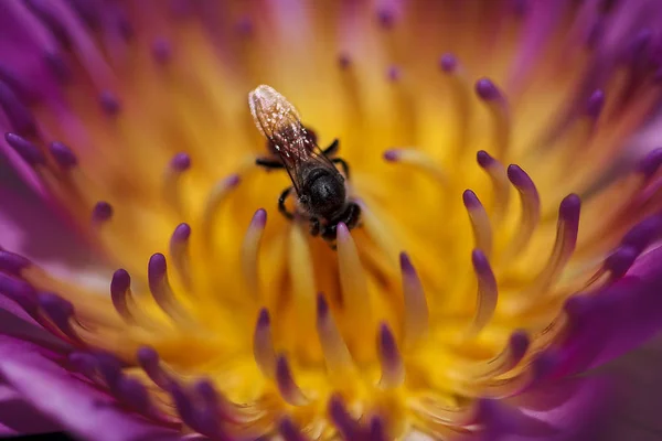 Bee Pollen Purple Lotus — Stock Photo, Image