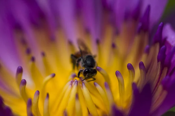 Honingbij Het Stuifmeel Van Paarse Lotus — Stockfoto