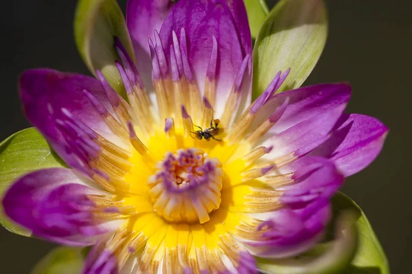 Die Biene Ist Auf Den Pollen Des Violetten Lotus — Stockfoto
